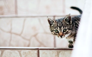 brown tabby kitten in close-up photography